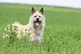 BOUVIER DES ARDENNES 052